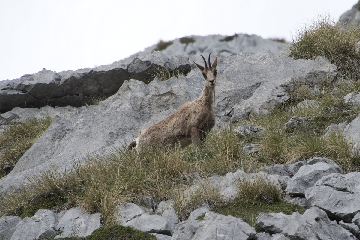 Le poids des chamois
