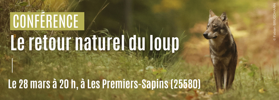 Conférence sur le Loup à Les Premiers-Sapins (25580) ! 🐺