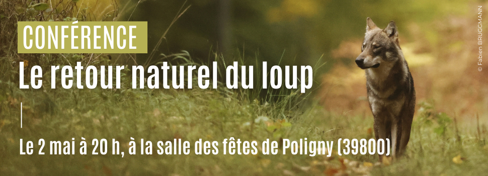 Conférence sur le Loup à Poligny (39800) ! 🐺