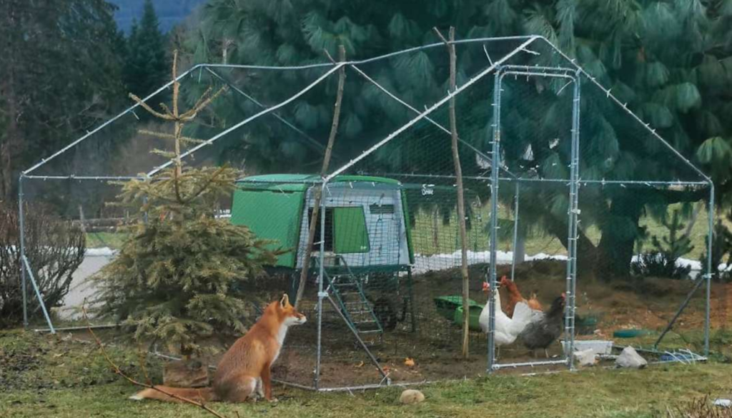 Un renard regarde un poulailler fermé avec des poules dedans.
